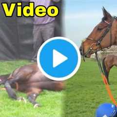 Shocking Envoi Allen Racehorse Death After Final Jump Race | Envoi Allen Falling Video