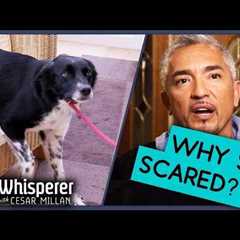 Dog Anxiety SOLVED! | Cesar Millan’s Best Tips