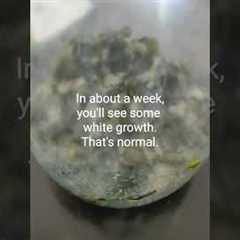 Fermented Plant Juice | Easy Way To Make FPJ For Your Plants