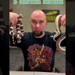 Best beginners pet #snakes 🐍