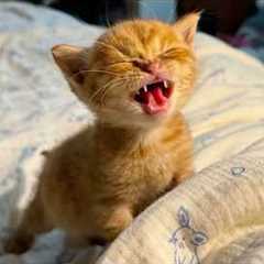 The Most DRAMATIC Kittens Ever! 😂 Funny Cat Videos 2025