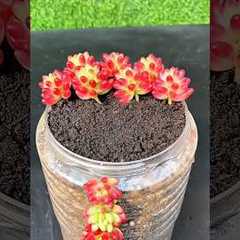 Ultimate Gardening Tips for Beginners 🌿🌸 #GardeningTips #HomeGarden