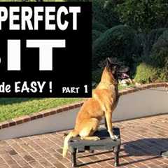 Teach Your Dog SIT on Command - Perfect SIT - Robert Cabral Dog Training Video