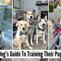 A Dog's Guide To Training Their Puppy