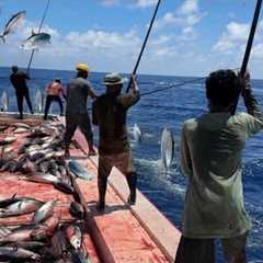 Most sustainable methods for fishing   | Maldives 🇲🇻 skipjack tuna fishing traditional way