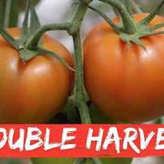 19 Gardening Tricks Most People Don’t Know