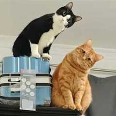 You Laugh, You Lose! 🤣 Funny Cat Videos 2026 😹 Part 138