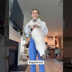 Ragdoll Test #cats