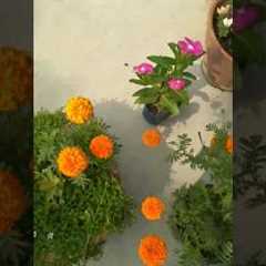 Flower Garden #flowers #gardening #shorts