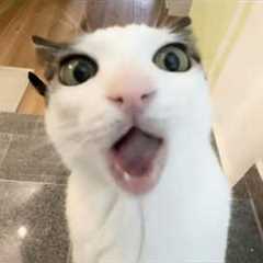 You Laugh, You Lose! 🤣 Funny Cat Videos 2026 😹 Part 137