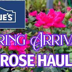 Lowe's Garden Center Rose and Flower New Arrivals and Deals!