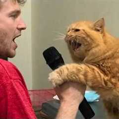 Hilarious Cats Being Total Mini Humans 😂 Funny Cat Videos