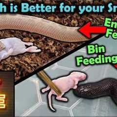 Our HOT TAKE on Feeding Snakes in Their Enclosure