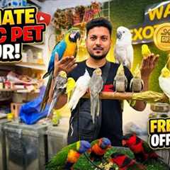 Buy one cockatiel, get one budgie free! Offer at Wajid Exotic Pets. 