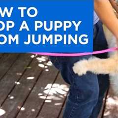 How to Train Your Puppy to Stop Jumping