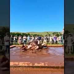 girls fight in mud part 111 #wwe #mma #shorts #viral #trending #sports #news #wrestling