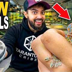 New Animals For My Reptile Zoo!