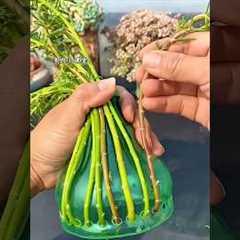 Grow Colorful Succulents in Bottle | Easy Gardening Tips #Gardening