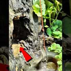 Monster Inside Hollow Tree