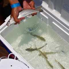 Simple DIY Live Bait TANK Setup!!!