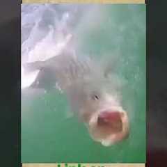 go fish cam on the river