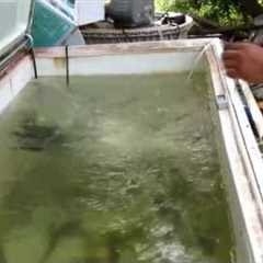 How To Make A Bait Tank From A Freezer