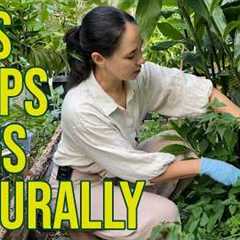 Stop Bugs From Eating Your Plants With Molasses & Nettle DIY Fermented Plant Juice Recipe