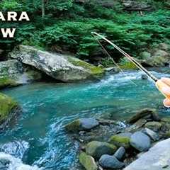 My first time Tenkara Fly Fishing || My Review. (small stream trout fishing)