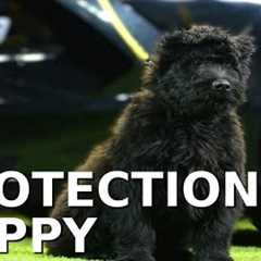 This cute puppy will be a Protection Dog?