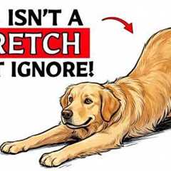 If Your Dog Stretches When They See You, This Is What It Means...