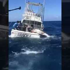 Blue marlin battle