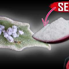 SECRET BAKING SODA HACK || The Most Powerful Organic Pesticide Mixture
