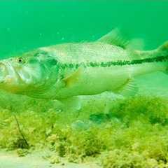 How To Catch Bass With Plastic Worms! **INSANE UNDERWATER FOOTAGE**