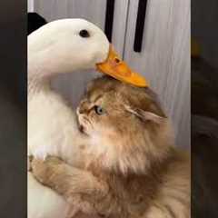 Curiosity Turned Into Friendship