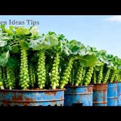 🔴TOP Balcony Gardening Hacks Using Recycled Materials for Small Rooftop Spaces