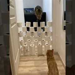 Cat Jumps Over Obstacles - Cats Obstacle Challenge 🐾
