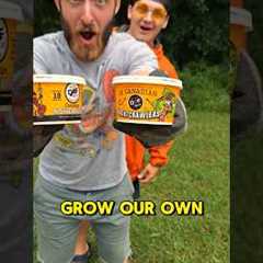 So I started a WORM FARM 🪱(Part 4) #shorts #fishing #worms