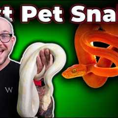 The BEST Pet Snakes at EVERY Size!