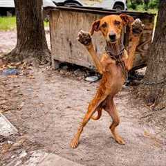 Emaciated Dog Tied to a Tree Stretches Out Its Paws, Pleading for Help!