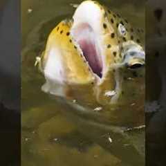 A Fly Fishing Mistake Many Anglers Make