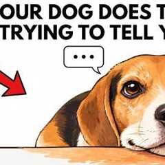 10 Ways Your Dog Is Trying to Talk to You (Stop Ignoring This Now)