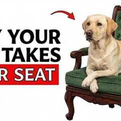 If Your Dog Takes Your Seat, It’s Not What You Think