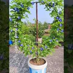 Flower Garden Decoration at Home 🌴🌸 That'll Amaze 🌱💫#gardening​#decor​ #ideas​ #short​..