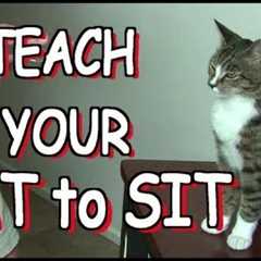 How to teach your cat to SIT