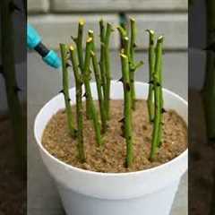 How to Grow Roses from Cuttings | Easy Propagation Method #gardeninghacks
