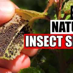 DIY Natural Aphid And Insect Spray
