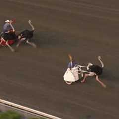 June 18, 2016 - Ostrich Derby