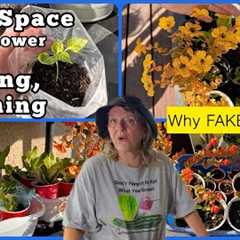 Fake Flowers Saves Lettuce ￼& Pepper Seedlings, Container Gardening Small Space Balcony Terrace ..