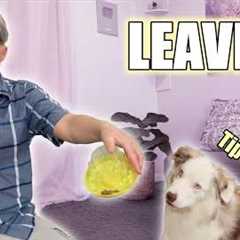 Dog Training Tip of the Day - use containers to proof leave it