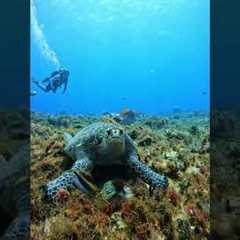 Let's go diving in Cozumel